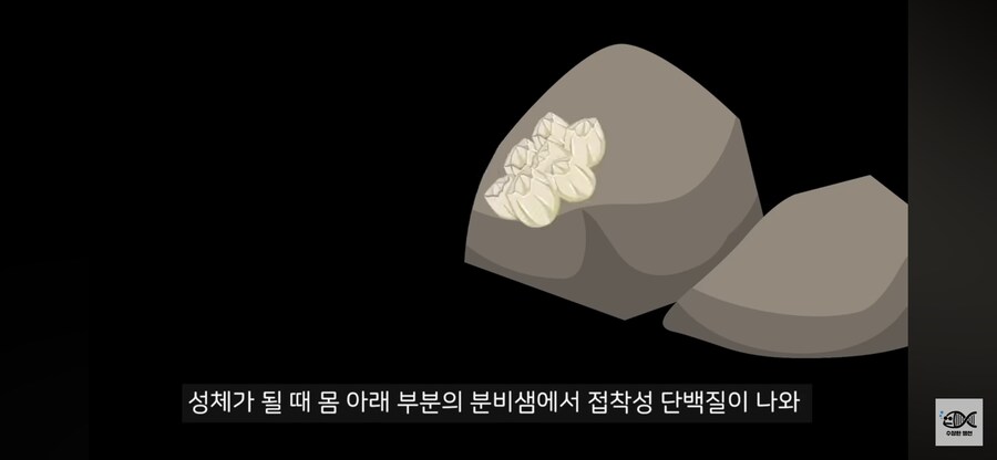 약혐주의)따개비 관련 많이 오해한다는 사실_11.png