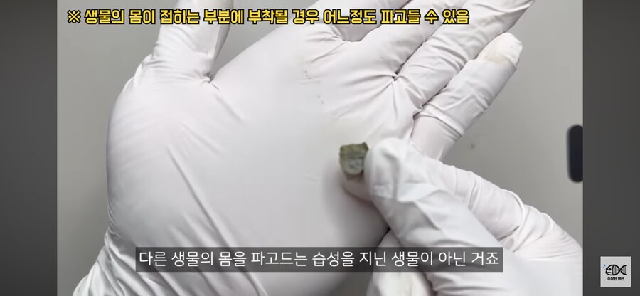 약혐주의)따개비 관련 많이 오해한다는 사실_14.png
