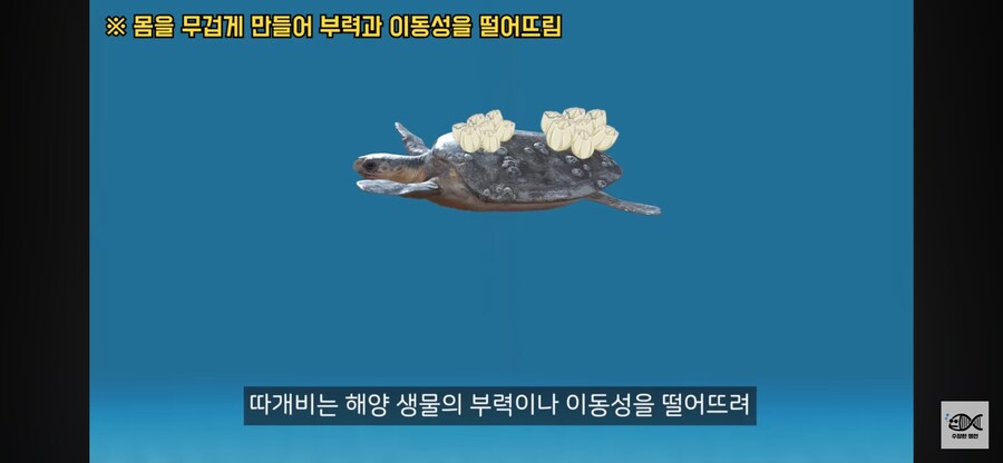 약혐주의)따개비 관련 많이 오해한다는 사실_17.png