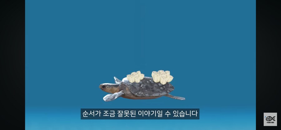 약혐주의)따개비 관련 많이 오해한다는 사실_20.png