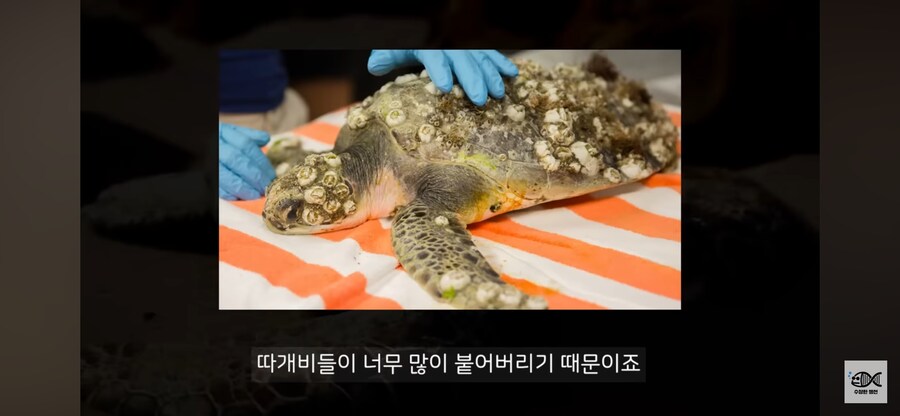 약혐주의)따개비 관련 많이 오해한다는 사실_26.png