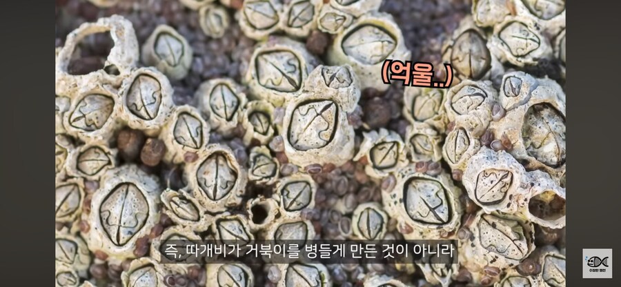 약혐주의)따개비 관련 많이 오해한다는 사실_27.png