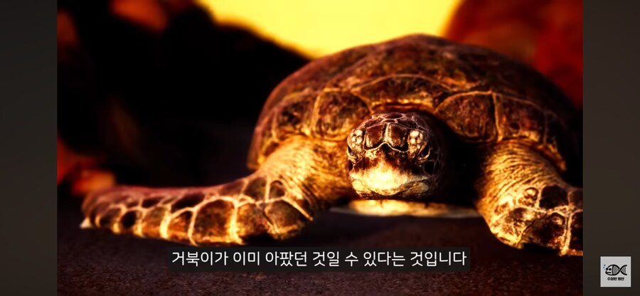 약혐주의)따개비 관련 많이 오해한다는 사실_28.png