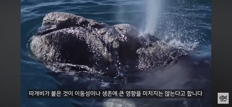 약혐주의)따개비 관련 많이 오해한다는 사실_32.png