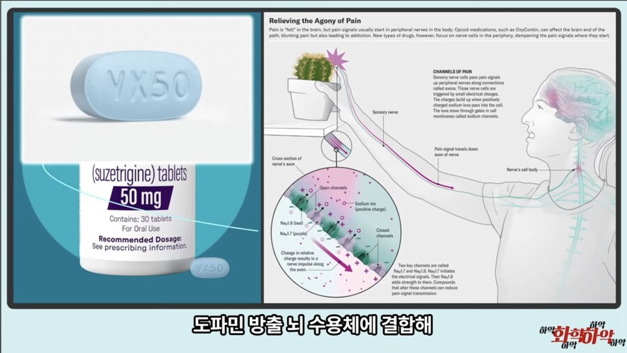 20년만에 새로 나온 진통제가 주목받는 이유_19.jpg