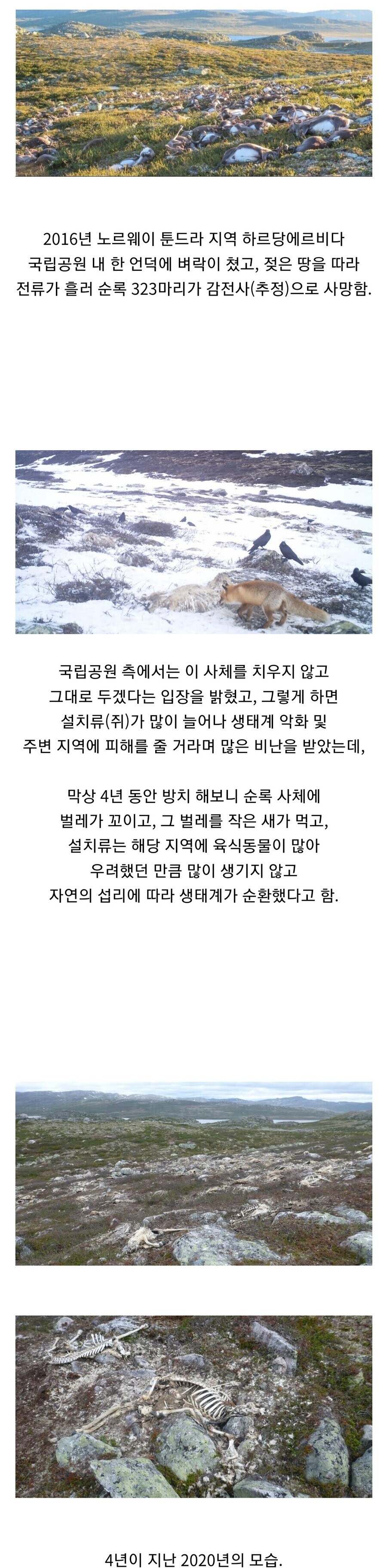 낙뢰로 순록 300 여 마리가 감전사한 노르웨이 국립공원 + 4년 후.jpgif_1.jpg