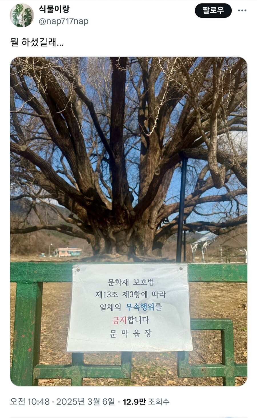무속인들 ㄹㅇ 숨 넘어가게 만든 나무_1.jpg