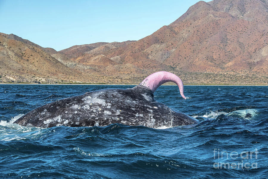 [혐/공포] 해변가에 떠내려온 괴물체의 정체_1.jpg