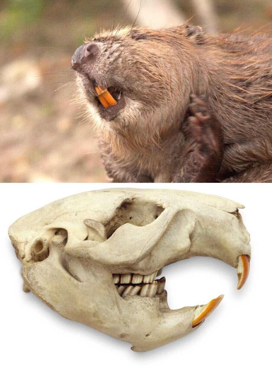 뿔달린 말 빼고 이상한 놈들은 다 있는 세계선_11.jpg