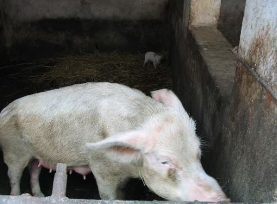 탈북민들이 꼭 한번씩 배탈을 겪는다는 이유_3.jpg