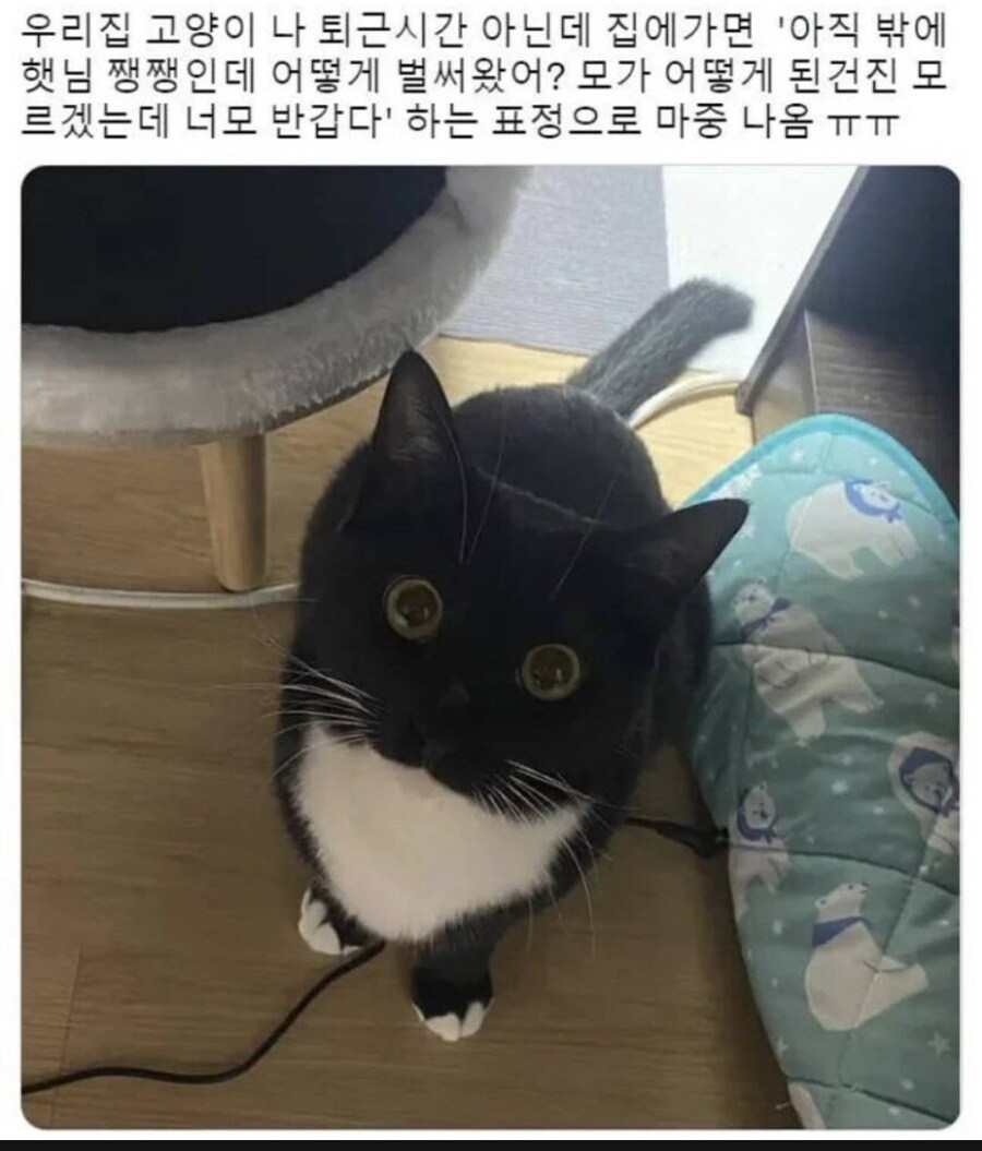 퇴근 시간 아닌데 집 오면 고양이가 짓는 표정_1.jpg