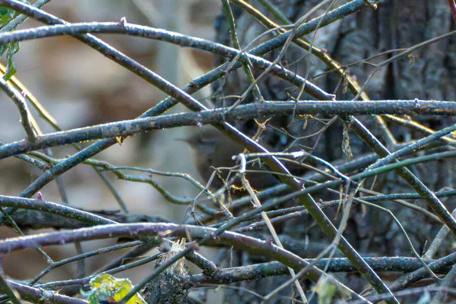 1월 장월평천, 파주출판단지 유수지 탐조_2.jpg