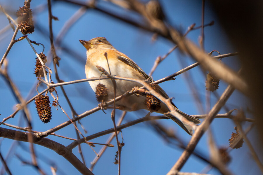 1월 장월평천, 파주출판단지 유수지 탐조_4.jpg
