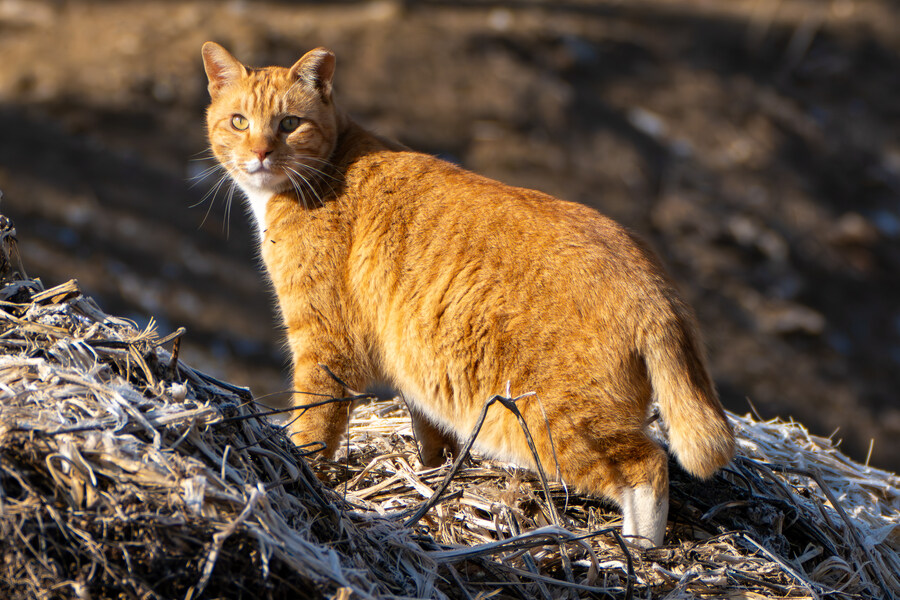 1월 장월평천, 파주출판단지 유수지 탐조_13.jpg