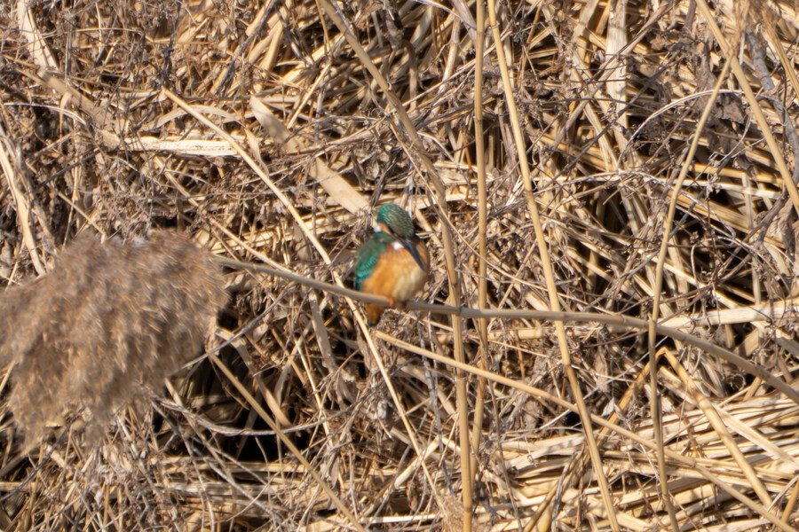 1월 장월평천, 파주출판단지 유수지 탐조_21.jpg