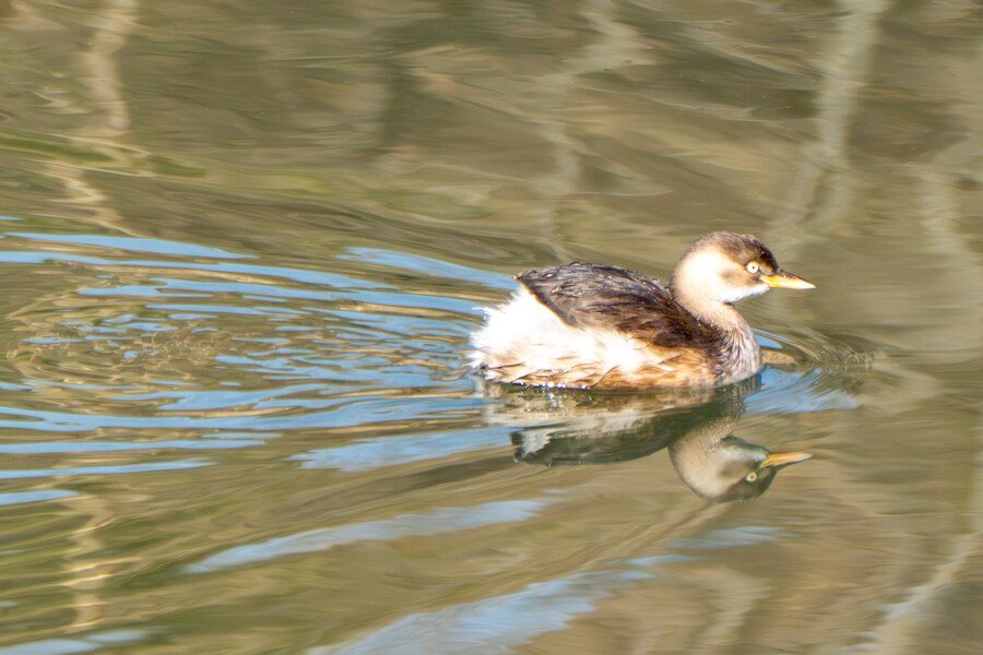 1월 장월평천, 파주출판단지 유수지 탐조_24.jpg