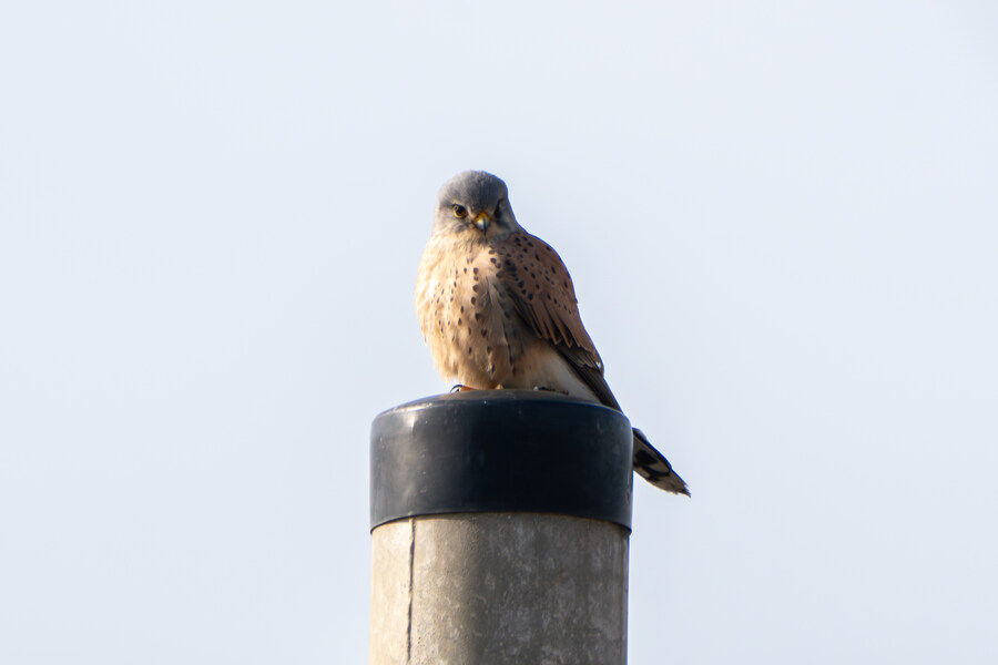 1월 장월평천, 파주출판단지 유수지 탐조_30.jpg