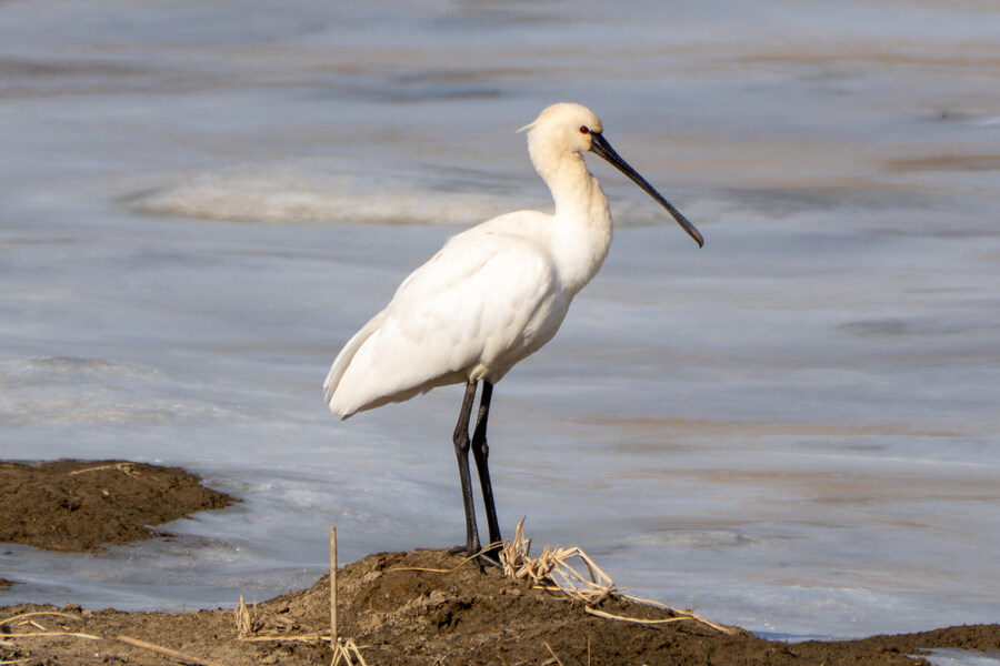 1월 장월평천, 파주출판단지 유수지 탐조_33.jpg