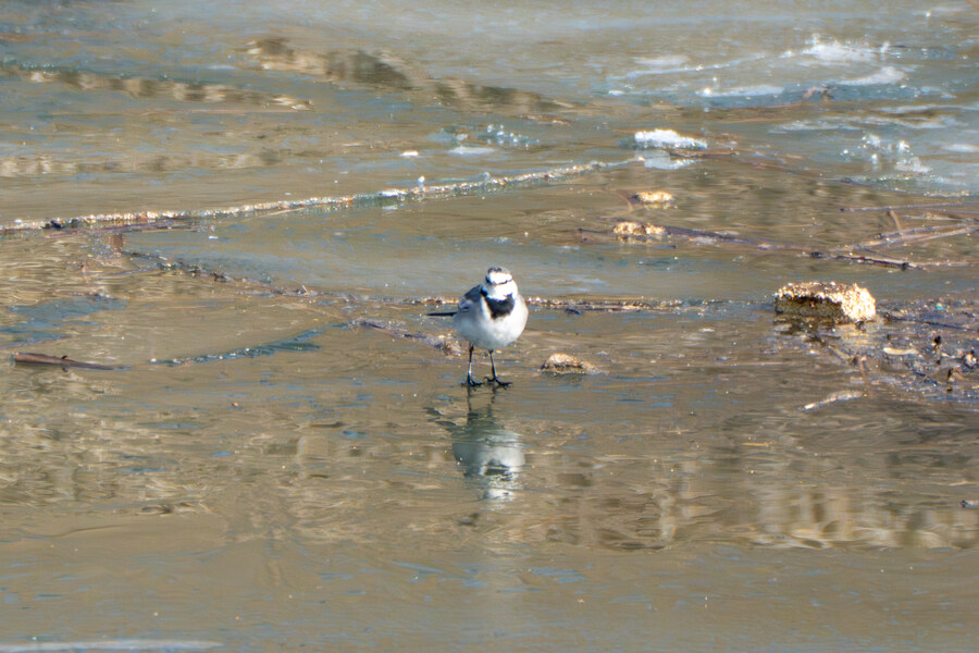 1월 장월평천, 파주출판단지 유수지 탐조_34.jpg
