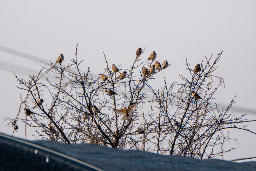 1월 장월평천, 파주출판단지 유수지 탐조_36.jpg