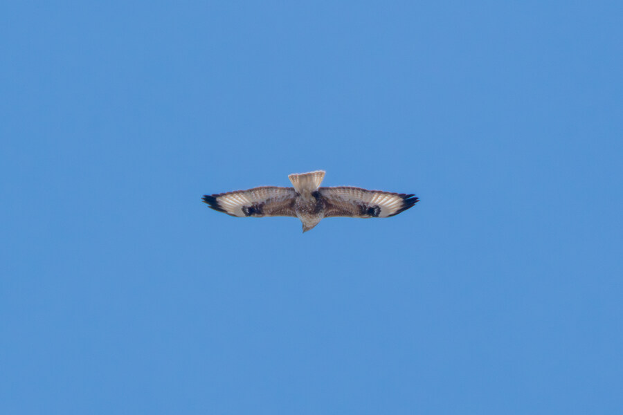 1월 장월평천, 파주출판단지 유수지 탐조_44.jpg