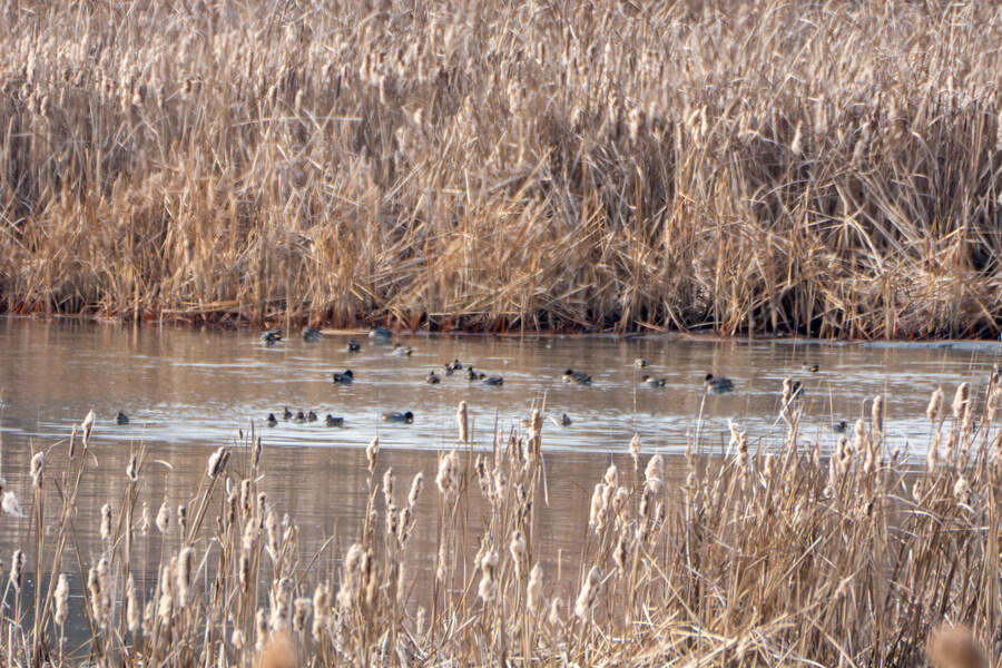 1월 장월평천, 파주출판단지 유수지 탐조_53.jpg