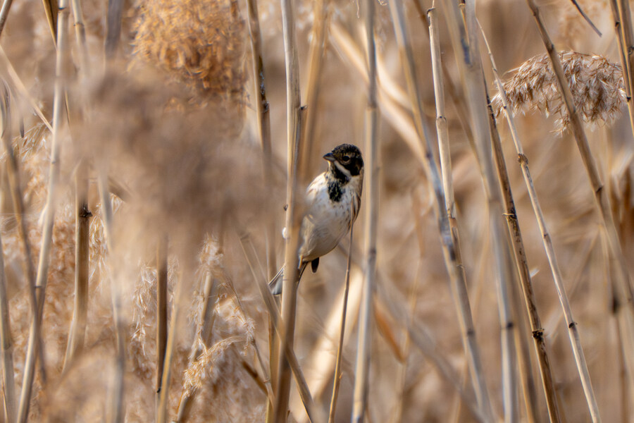 1월 장월평천, 파주출판단지 유수지 탐조_55.jpg