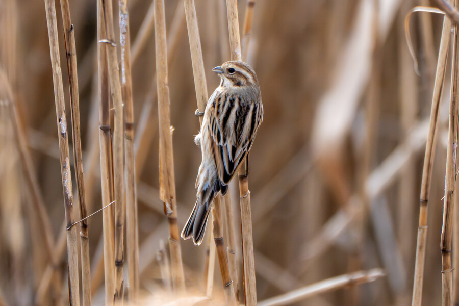 1월 장월평천, 파주출판단지 유수지 탐조_57.jpg