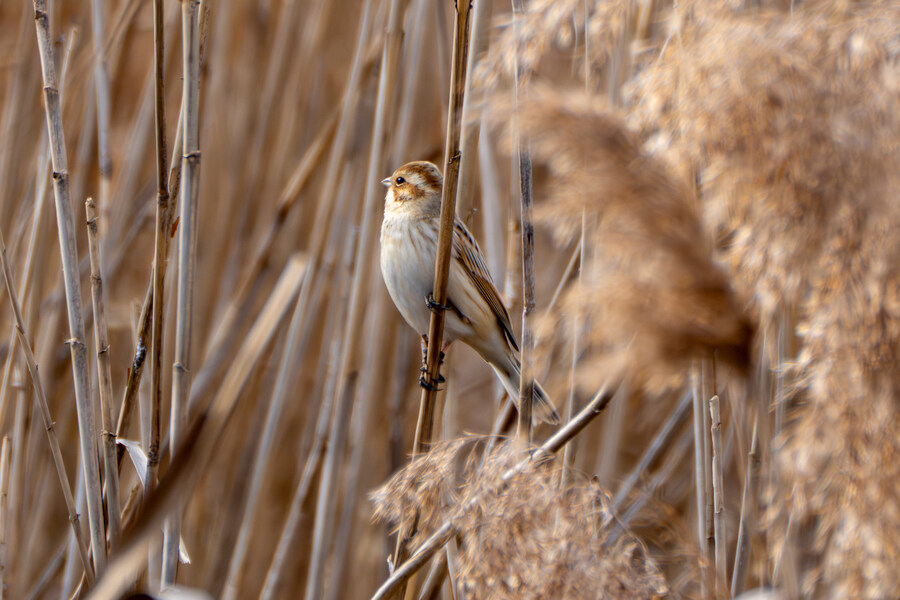 1월 장월평천, 파주출판단지 유수지 탐조_60.jpg