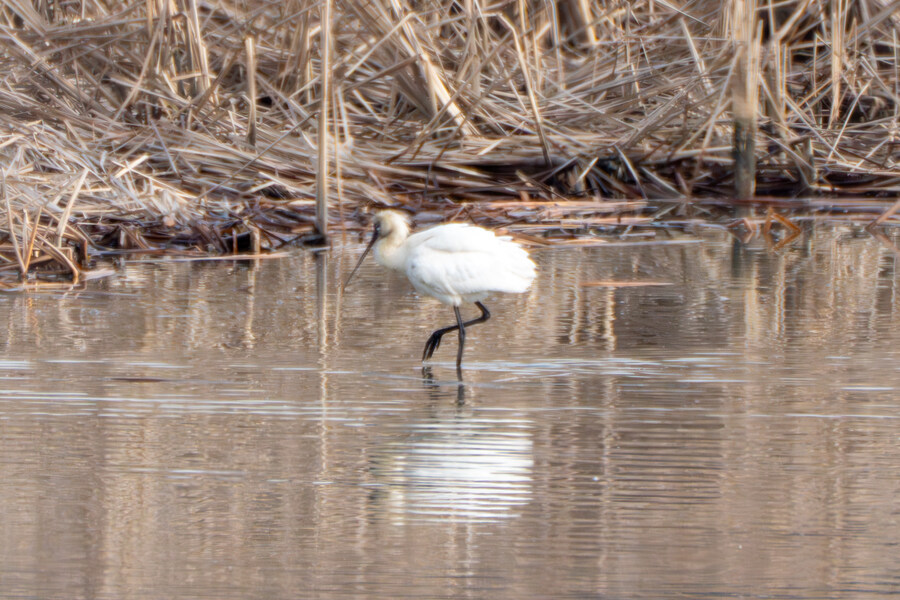 1월 장월평천, 파주출판단지 유수지 탐조_67.jpg