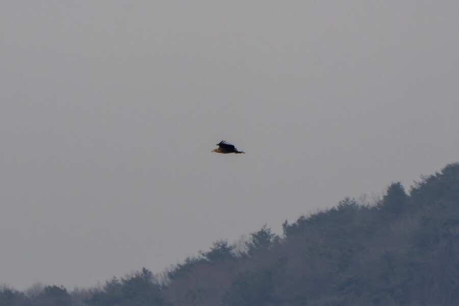 1월 장월평천, 파주출판단지 유수지 탐조_70.jpg