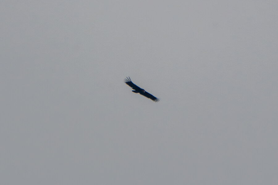 1월 장월평천, 파주출판단지 유수지 탐조_75.jpg