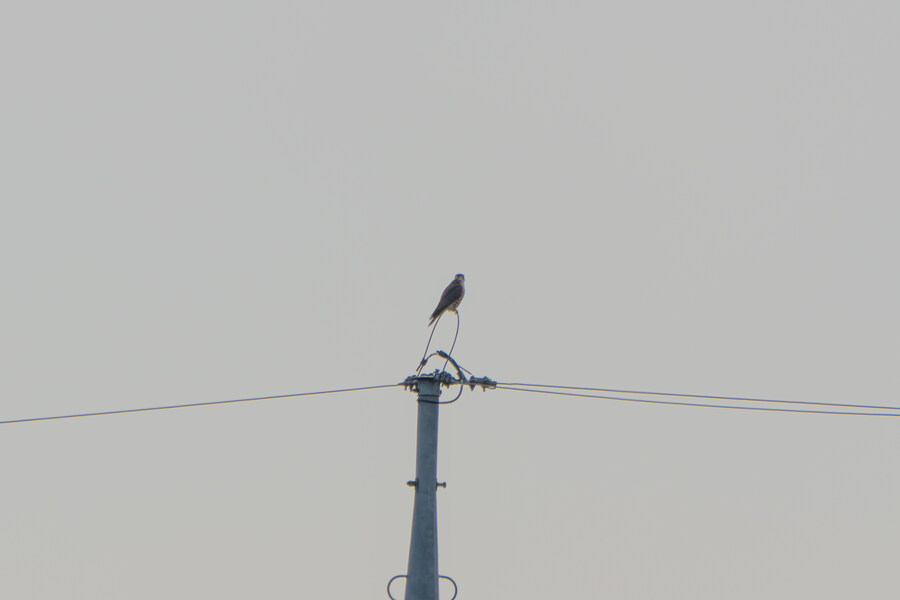 1월 장월평천, 파주출판단지 유수지 탐조_80.jpg