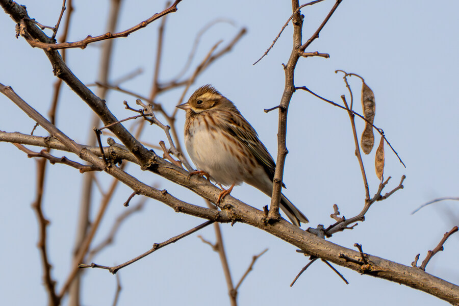 1월 장월평천, 파주출판단지 유수지 탐조_84.jpg