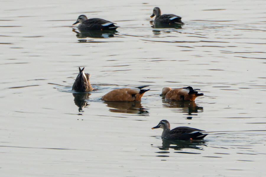 1월 장월평천, 파주출판단지 유수지 탐조_87.jpg