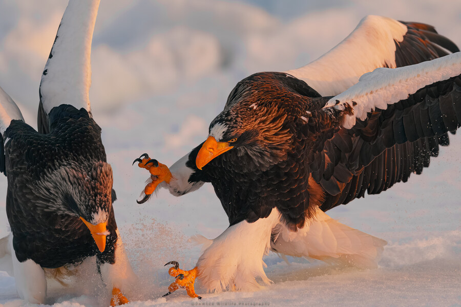 오가닉) 자작 야생사진들_4.jpg
