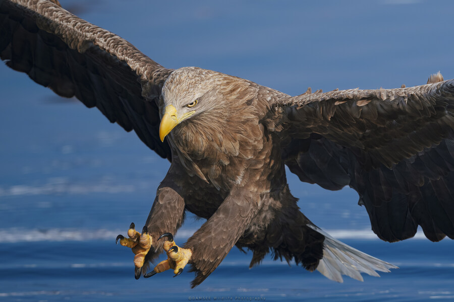 오가닉) 자작 야생사진들_6.jpg