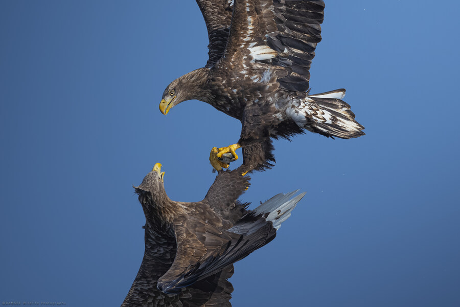 오가닉) 자작 야생사진들_7.jpg