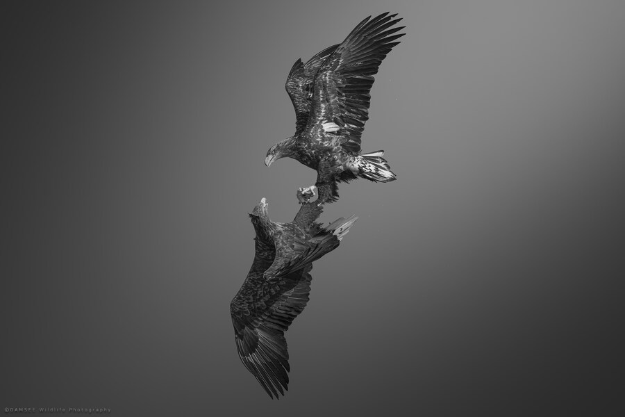 오가닉) 자작 야생사진들_8.jpg