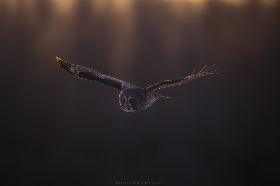 오가닉) 자작 야생사진들_9.jpg