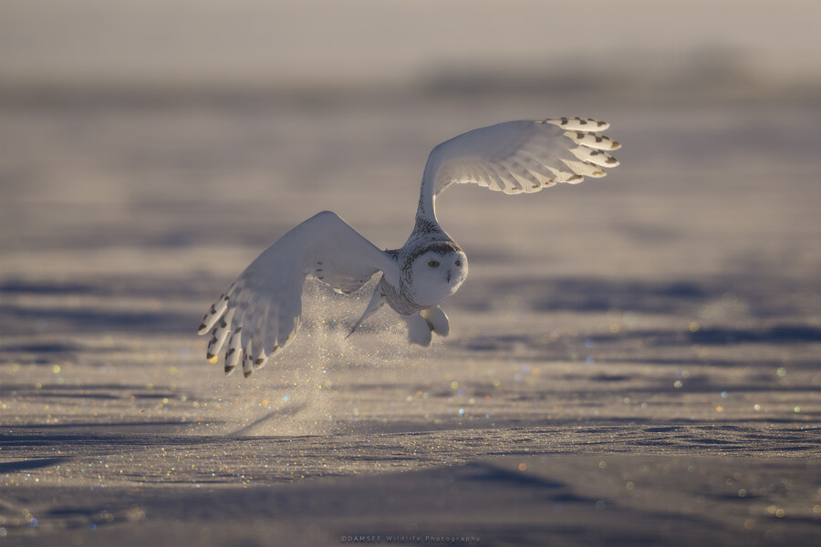 오가닉) 자작 야생사진들_12.jpg