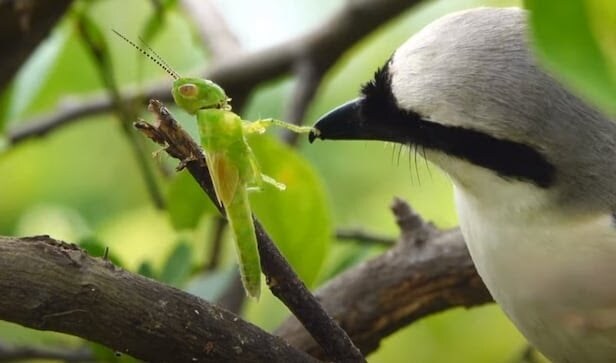 약혐)어느 조류의 기묘한 습성_5.jpg