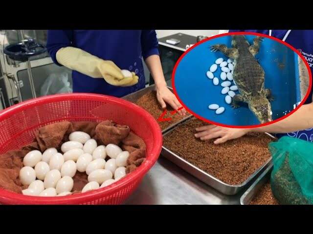 플로리다는 계란 대란에서 벗어날 수 있지 않나?_1.jpg