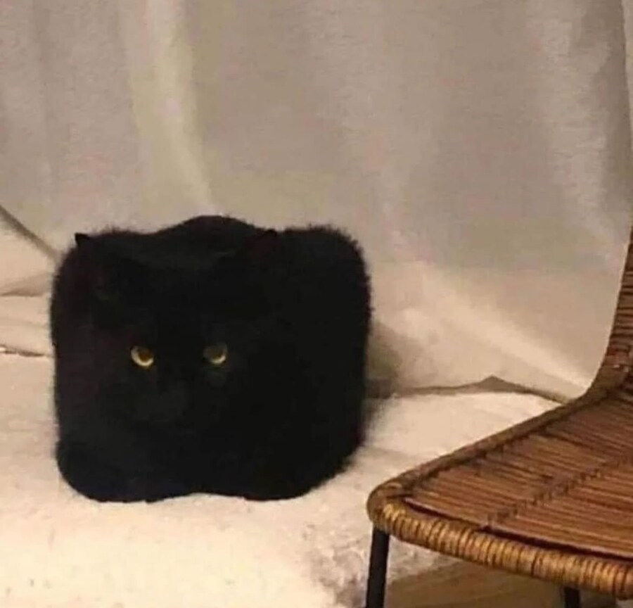 귀여운 고양이들의 카툰&실사 순간들_3.jpg