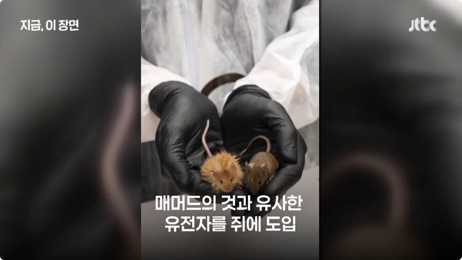 매머드 근황.jpg_5.jpg