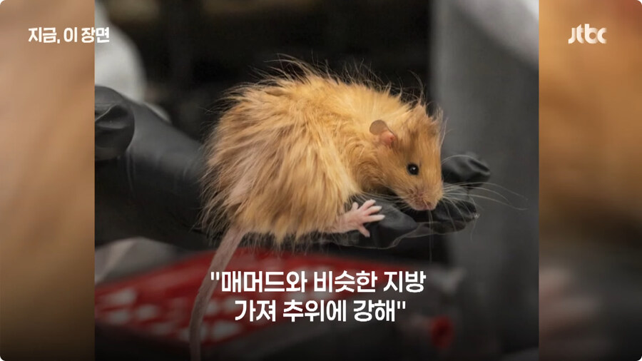 매머드 근황.jpg_6.jpg