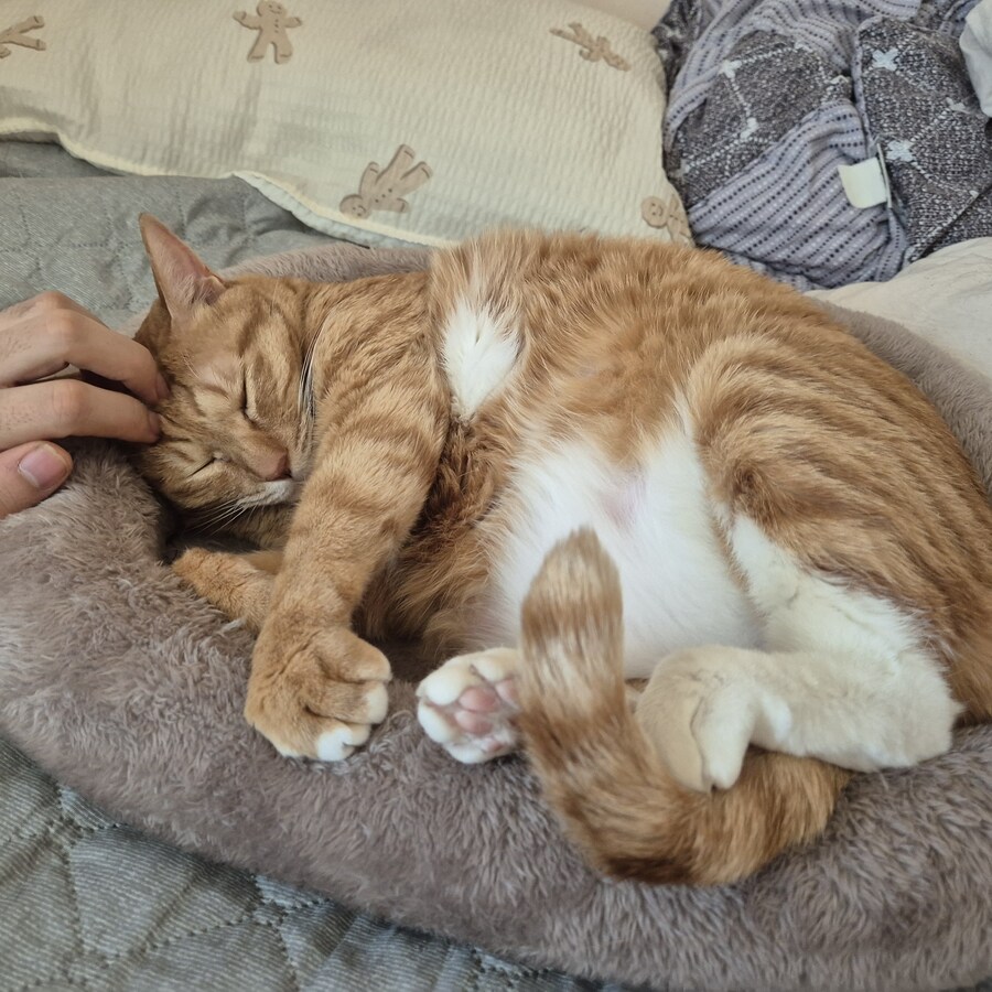 냥집사들 특_4.jpg