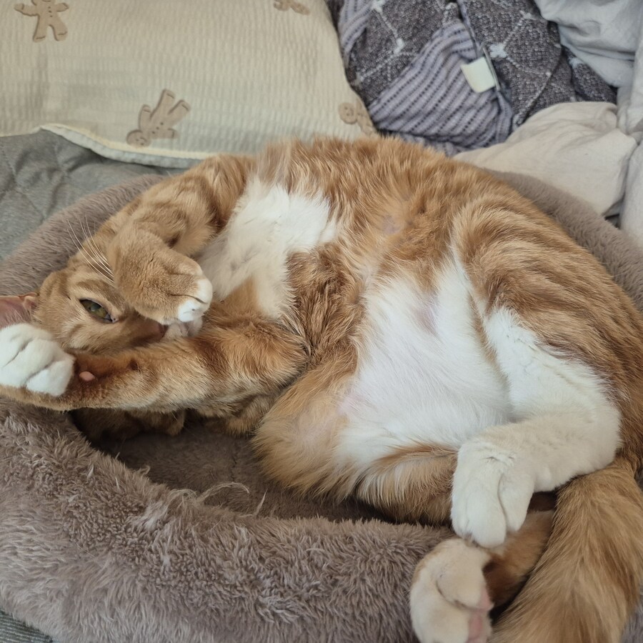 냥집사들 특_6.jpg