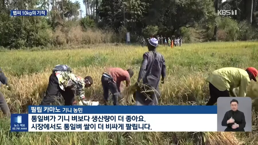 통일벼가 굉장하긴 굉장하구먼_4.png