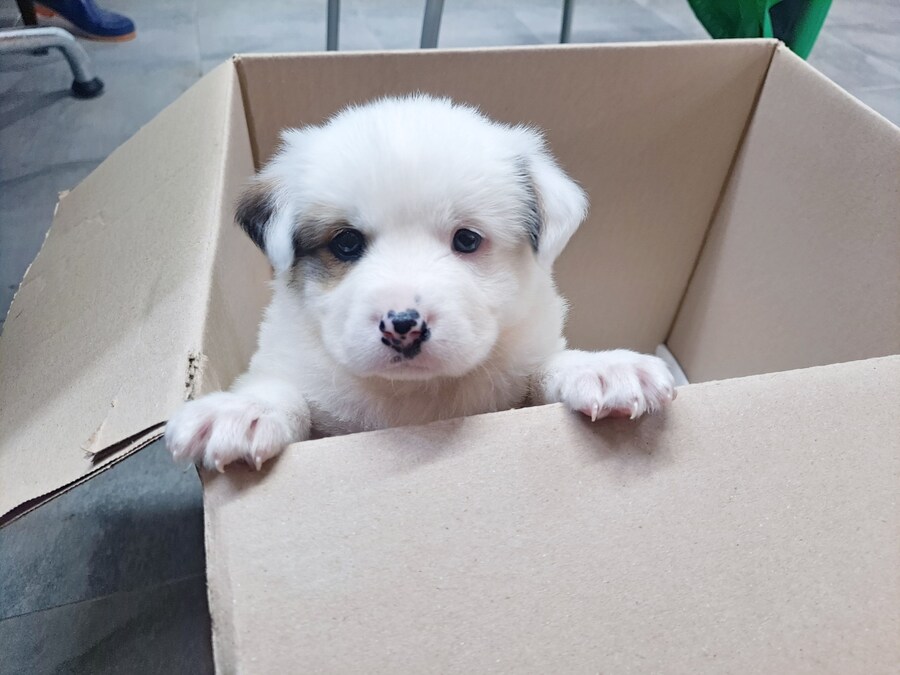 개대장이 본 이누야샤와 셋쇼마루.._2.jpg